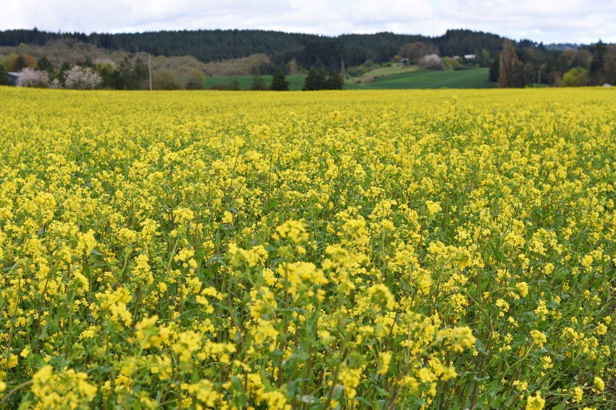 Large of mustard green flowers in McMinnville, OR