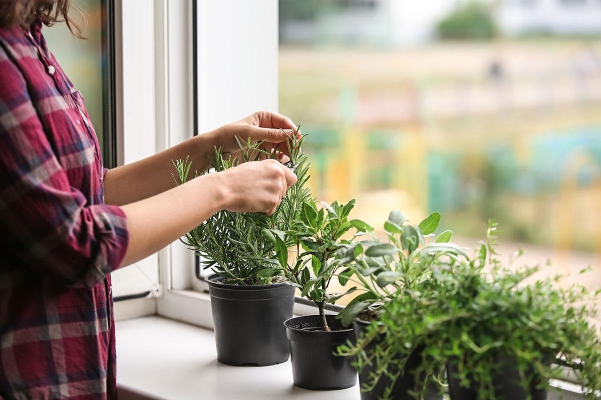 Plants sitting in windowsill