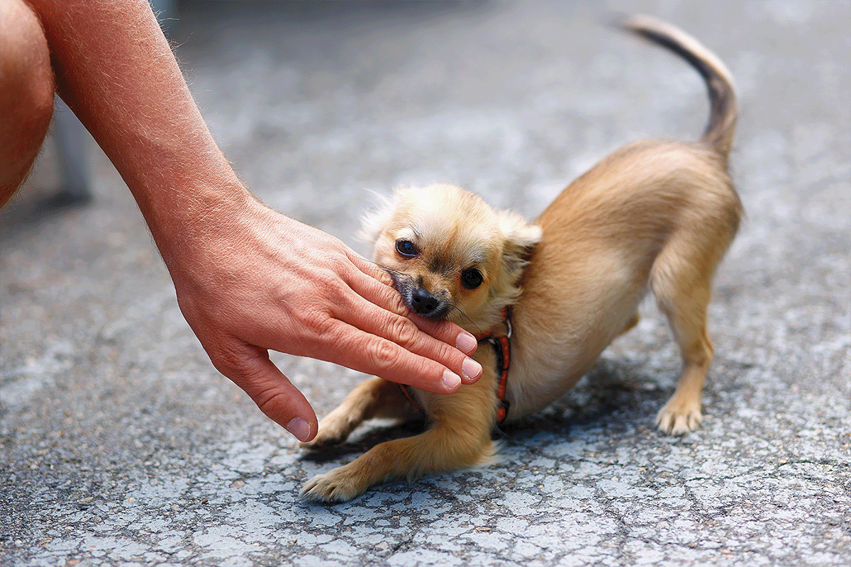 Chihuahua Bite