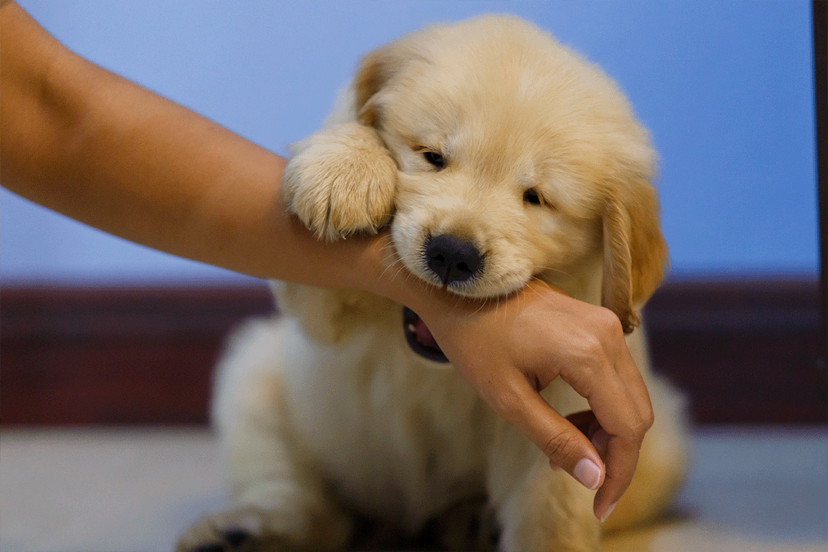 Golden Retriever Puppy Bite