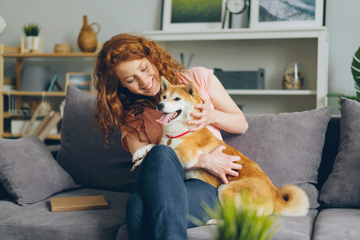 Renter with Shiba Inu