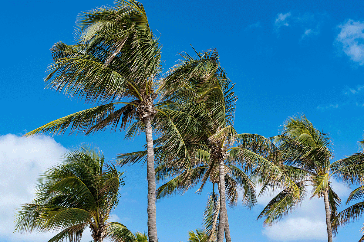 Florida Palm Trees