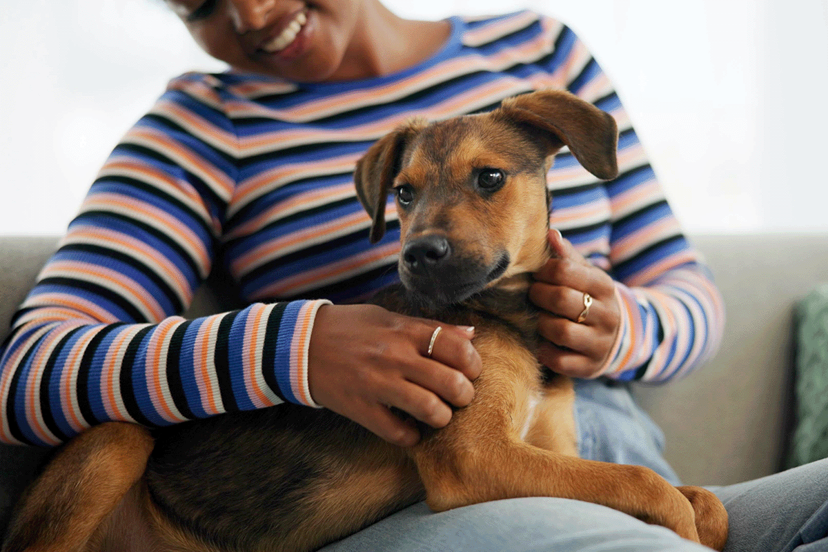 Renter with furry tenant - pet
