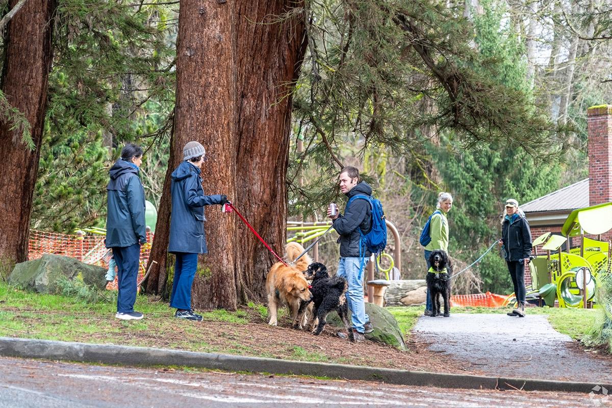 Three different groups are holding the leash of dogs who are socializing.