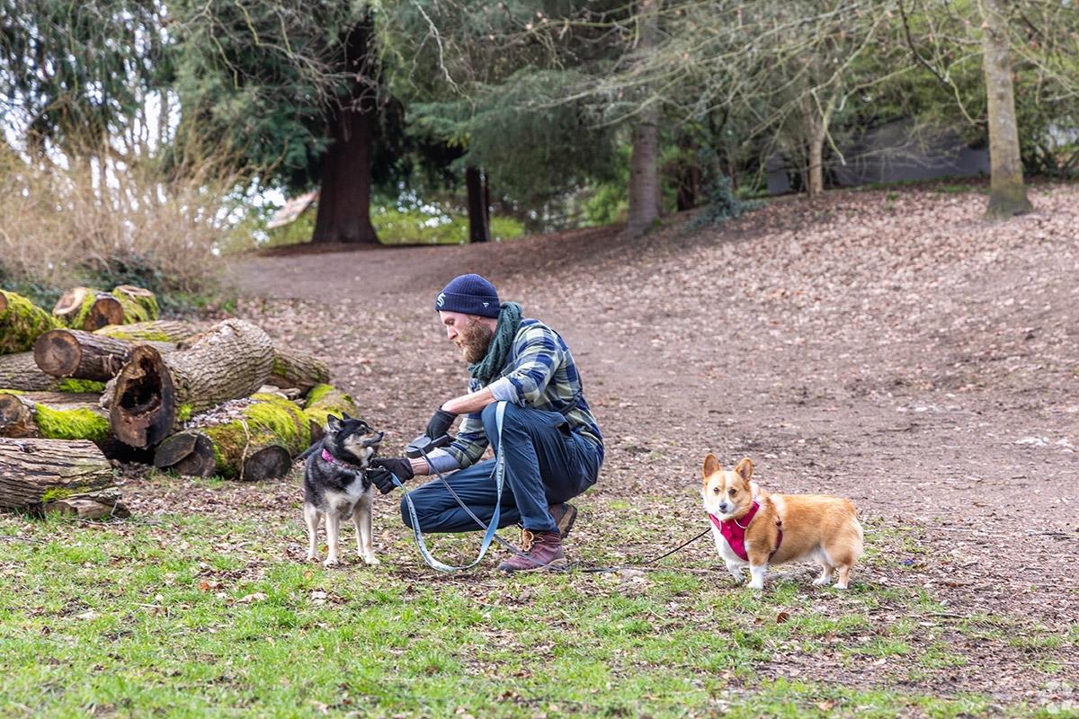 A guy is taking the leash off one of his two dogs in an off-leash dog park in Seattle.
