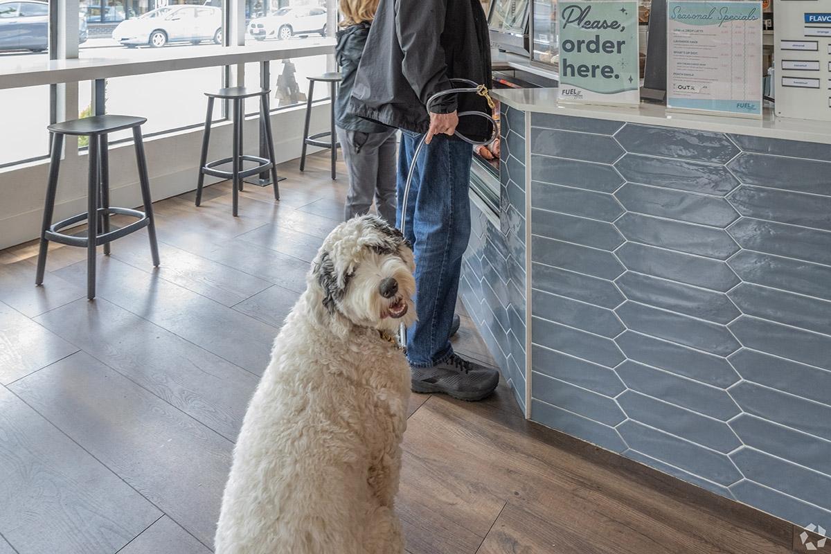 A dog sits patiently waiting for its human to order in a local business in Seattle.