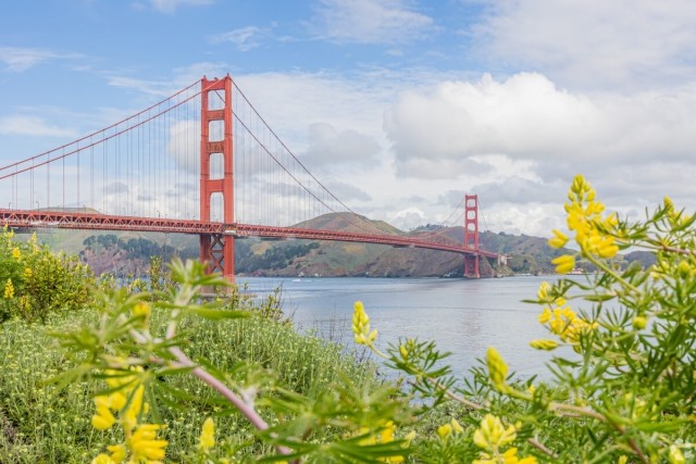 A few of the Golden Gate Bridge in San Francisco from between foliage.