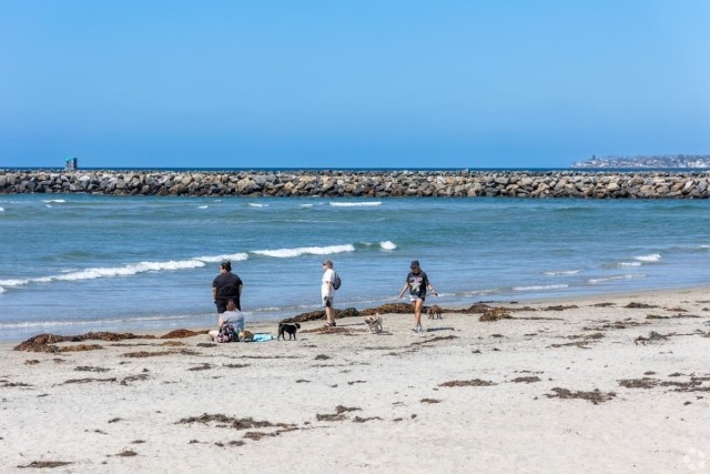 Visitors and their dogs enjoying a sunny day at Dog Beach in San Diego, a popular off-leash coastal destination for pet-friendly apartment residents.