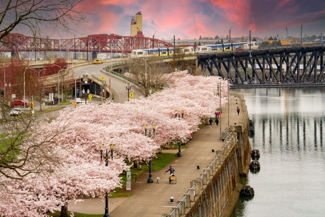 Man walking his dog under cherry blossoms in Portland, OR.