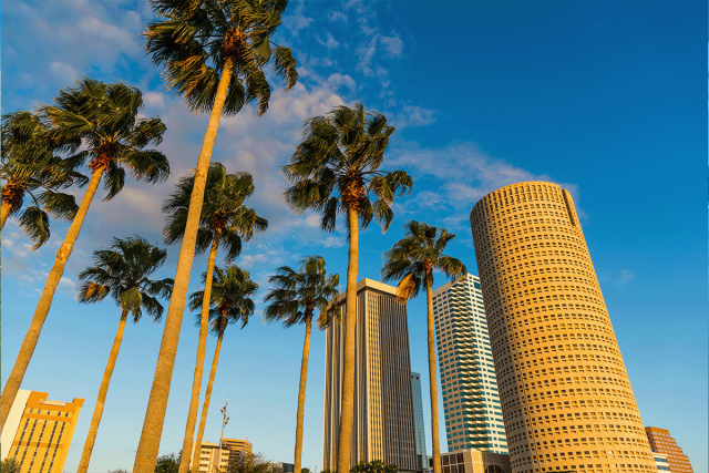 View of Tampa with palm trees