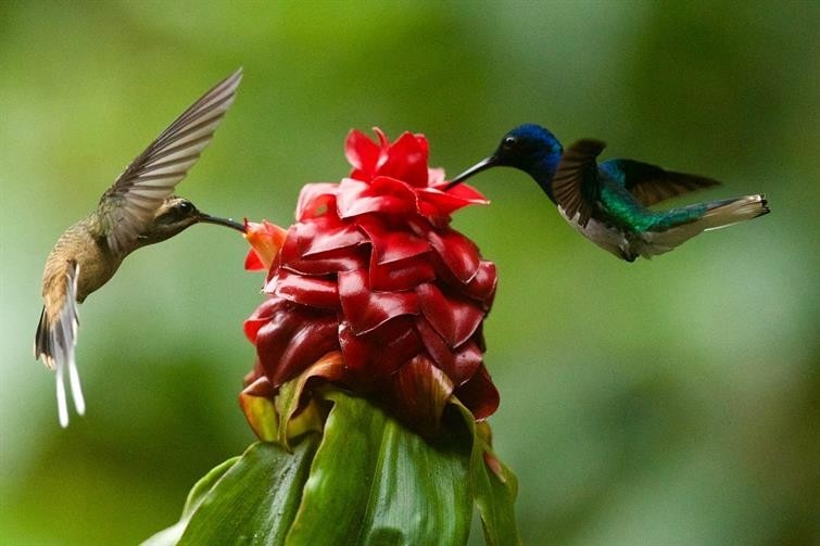 How to Attract Butterflies and Hummingbirds to Your Apartment Balcony