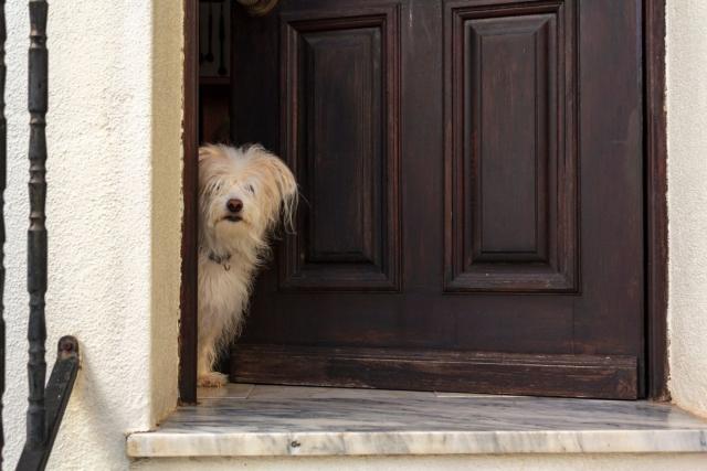A small dog peeking outside of the front door of a home