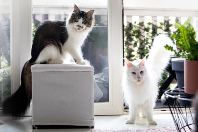 Two cats in an apartment living room