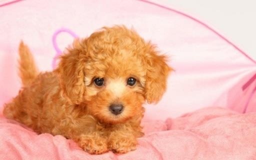 Puppy laying on bedding