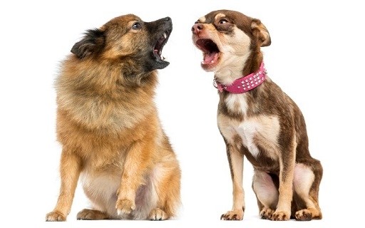 Two small breed dogs facing each other and barking