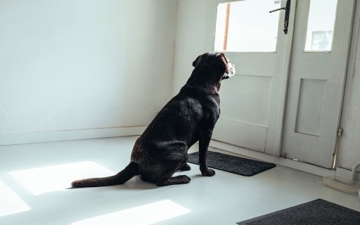 dog sitting and facing door