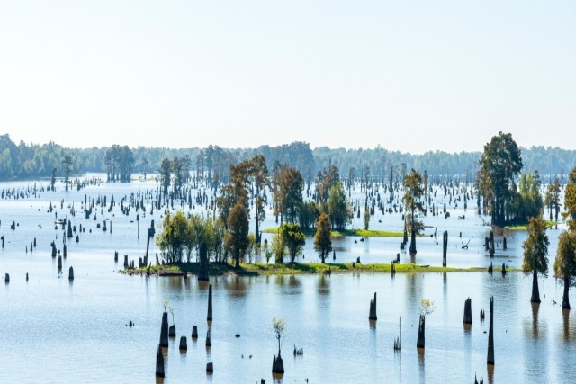 A flooded bayou in Louisiana