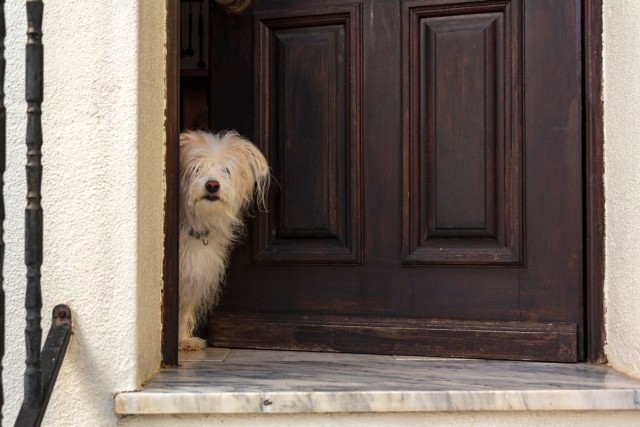A small dog peeking outside of the front door of a home