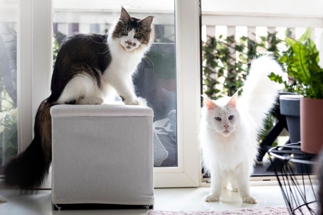 Two cats in an apartment living room